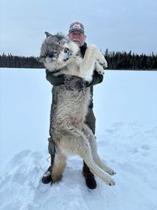 Wolf Hunts